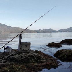鯉川でのキス釣り