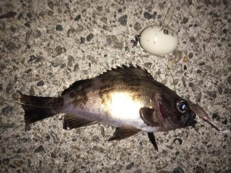 潮が動かず苦戦