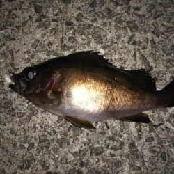 ハリ先の確認は必須