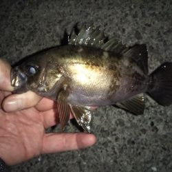 月夜にもめげず