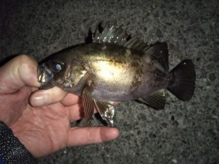 月夜にもめげず