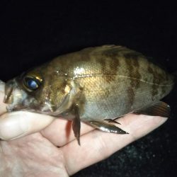 ひたすらランガン