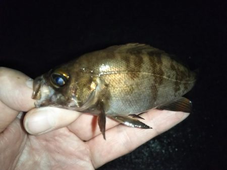 ひたすらランガン