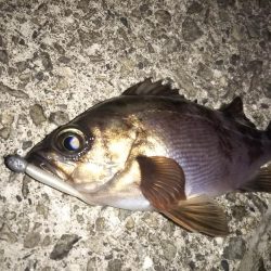 最後の1投で「つ抜け」達成