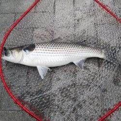 シーバス1  チヌ1  ボラ1