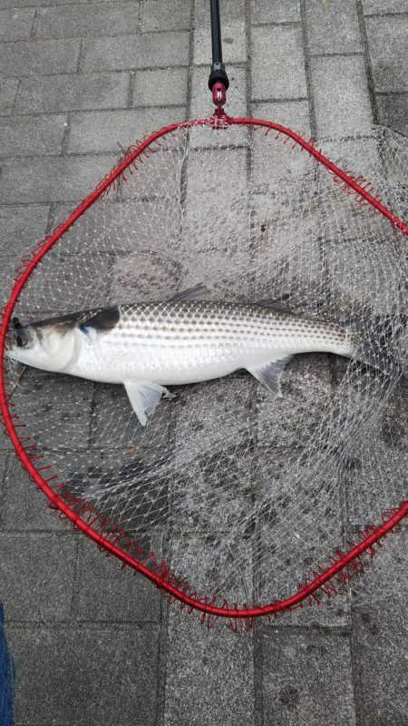 シーバス1  チヌ1  ボラ1