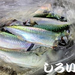 満月にアジのウキ釣り
