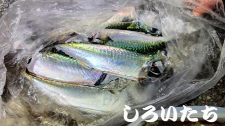 満月にアジのウキ釣り