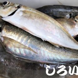 アジのウキ釣りとキス調査。