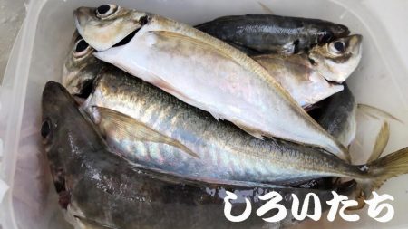 アジのウキ釣りとキス調査。