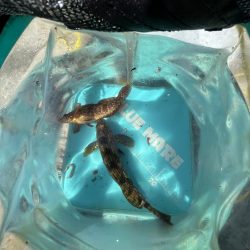 花見カレイ不発