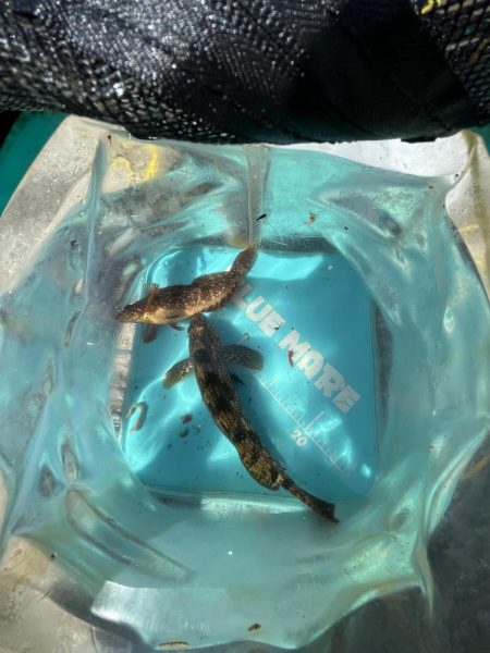 花見カレイ不発