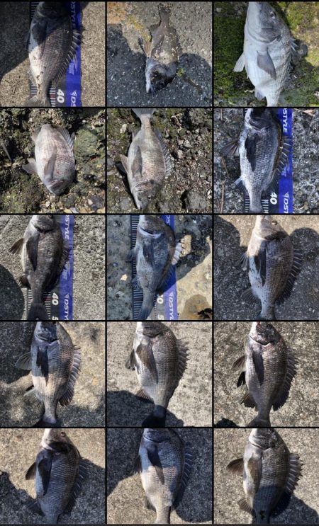 イチノ兄弟、釣果!