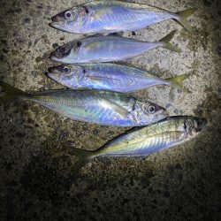 夕マズメアジング