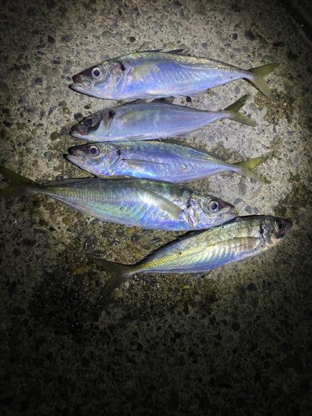 夕マズメアジング