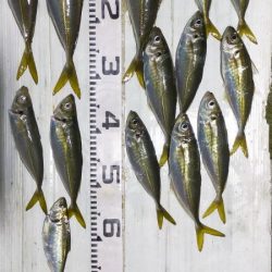 台風明けアジ確認