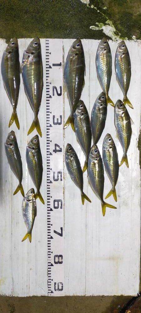 台風明けアジ確認