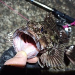 2022/04/03 南港ヘチ釣り釣行 ~ 歳無し釣果!!