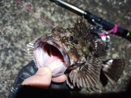 2022/04/03 南港ヘチ釣り釣行 ~ 歳無し釣果!!