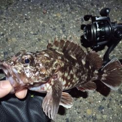 2022/04/06 南港ライトゲーム釣行