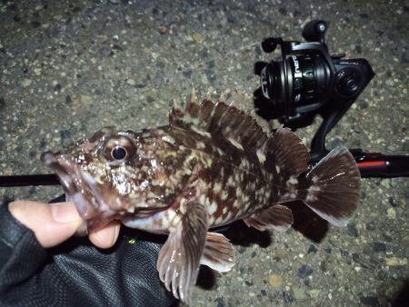 2022/04/06 南港ライトゲーム釣行