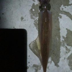 ヤリイカ1杯！スルメイカ1杯！