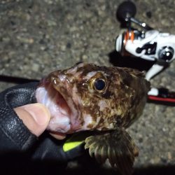 2022/04/10 南港ライトゲーム釣行