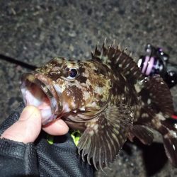 2022/04/11 南港ライトゲーム釣行