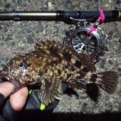 2022/04/17 南港ヘチ釣り釣行