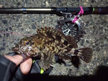 2022/04/17 南港ヘチ釣り釣行