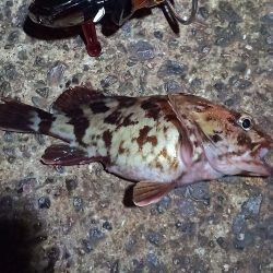 2022/04/18 南港ライトゲーム釣行