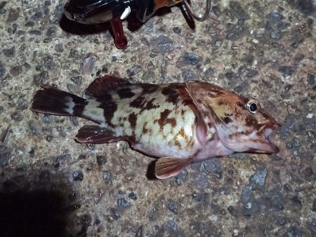 2022/04/18 南港ライトゲーム釣行