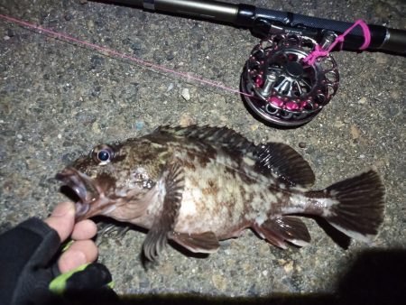 2022/04/20 南港ヘチ釣り釣行