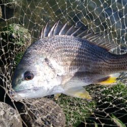 チニング!!カニさん