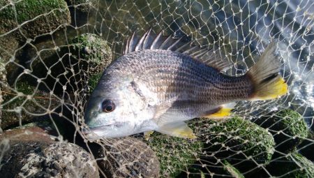 チニング!!カニさん
