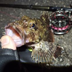 2022/04/22 南港ヘチ釣り釣行