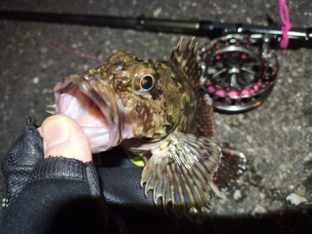 2022/04/22 南港ヘチ釣り釣行