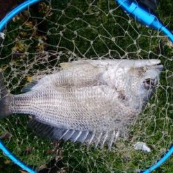 【ふぉーる虫】最強