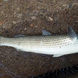 のっこみチヌさま登場されました(◕ᴗ◕✿)