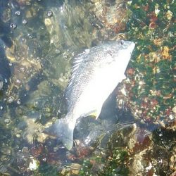 ライトチニングイエロー