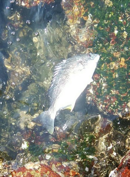 ライトチニングイエロー