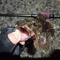 2022/04/25 南港ヘチ釣り釣行