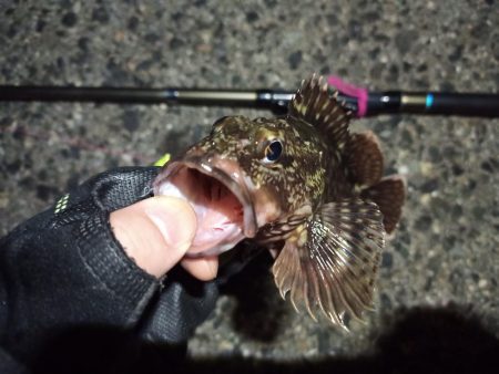 2022/04/25 南港ヘチ釣り釣行