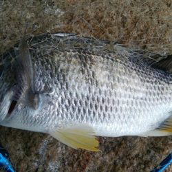 色々な魚が釣れました(^^)