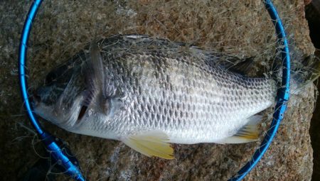 色々な魚が釣れました(^^)