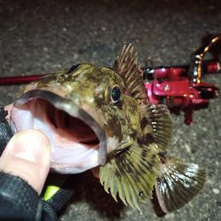 2022/04/27 南港ライトゲーム釣行