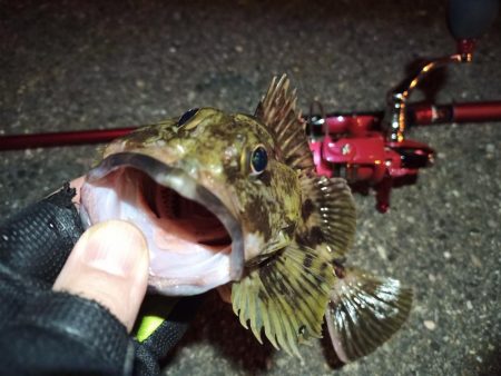 2022/04/27 南港ライトゲーム釣行