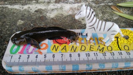 ライトチニングイエロー