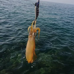 (対馬)墨族釣果投稿②