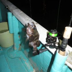 ２度目のボートメバル！